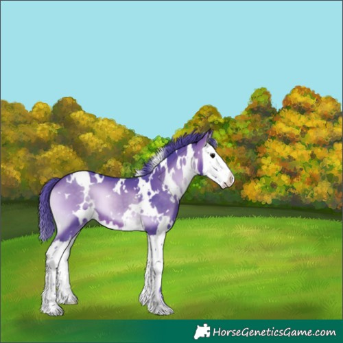 Horse Color:Watercolor White Spotted Brown Onyx Splash 