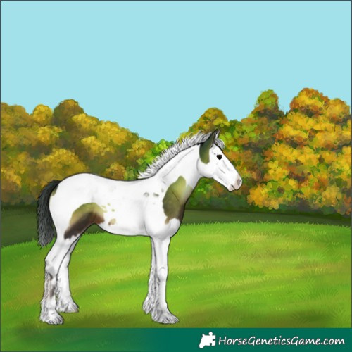 Horse Color:Brown Onyx Splash Tobiano 