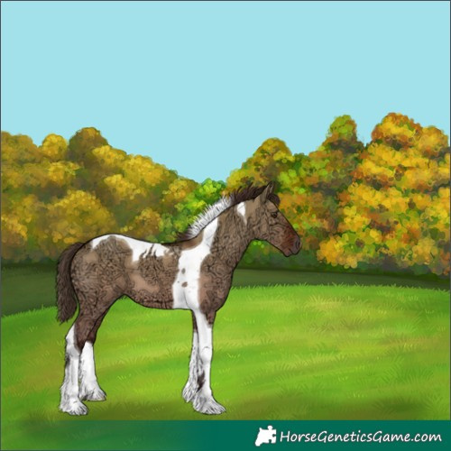 Horse Color:Liver Red Dun Ice Tobiano 