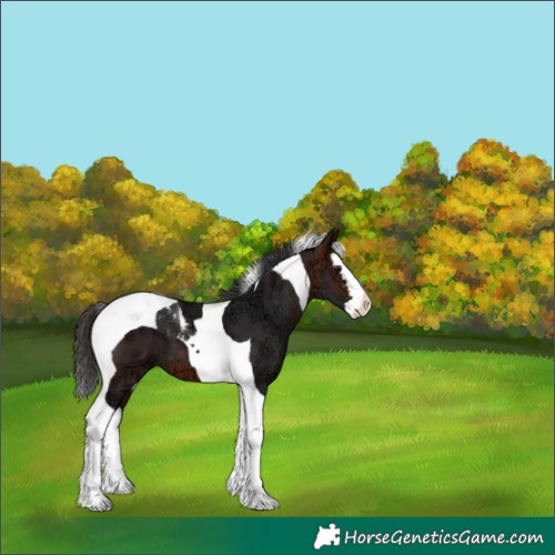 Horse Color:Bay Ice Splash Tobiano 