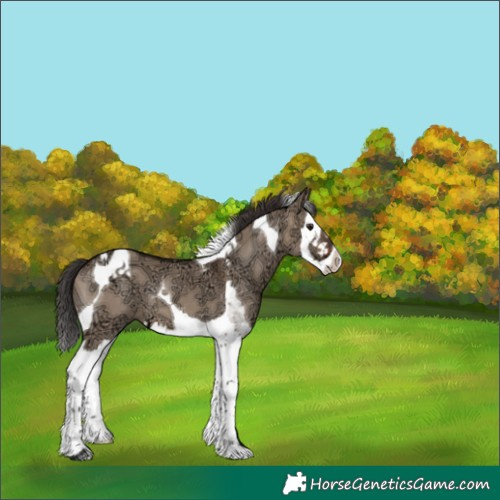Horse Color:Brown Ice Dun Splash Tobiano 