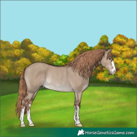 Horse Color:Liver Red Dun Rabicano 