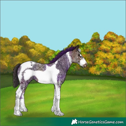 Horse Color:Bay Ice Sabino Tobiano Frame 