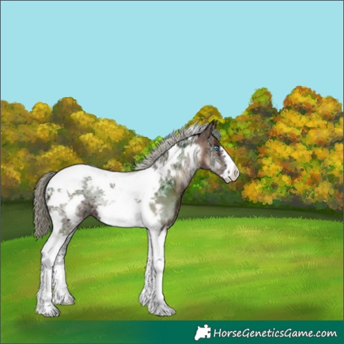 Horse Color:Red Onyx Ice Mushroom Tobiano Frame Appaloosa 