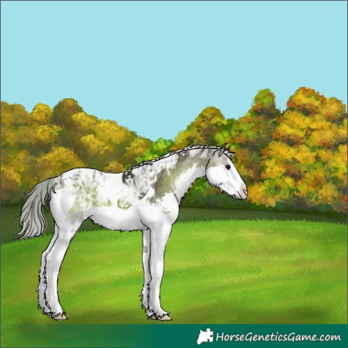 Horse Color:Silver Buckskin Ice Onyx Splash Tobiano 