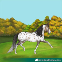 Horse Color:White Spotted Brown Dun Appaloosa 