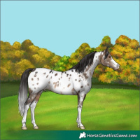 Horse Color:White Spotted Brown Dun Near Leopard