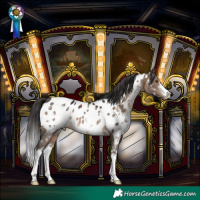 Horse Color:White Spotted Brown Dun Near Leopard 