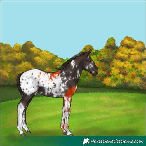 Horse Color:White Spotted Liver Chestnut Tobiano Appaloosa 