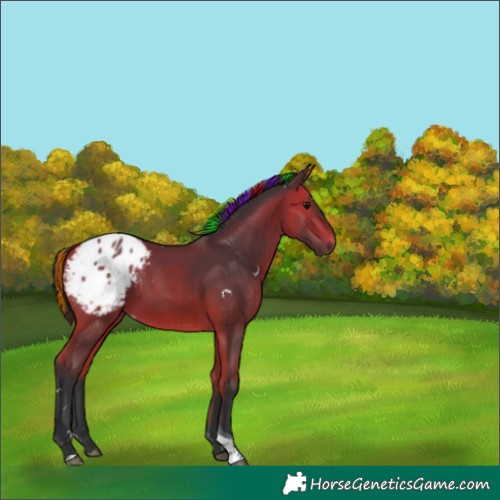 Horse Color:Painted Bay Tobiano Appaloosa Rabicano 
