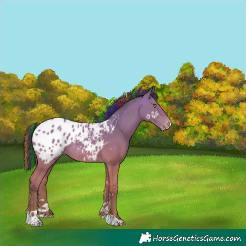 Horse Color:Painted Amber Champagne Tobiano Appaloosa 