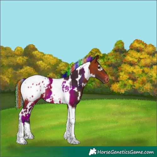 Horse Color:Painted White Spotted Bay Tobiano Appaloosa 