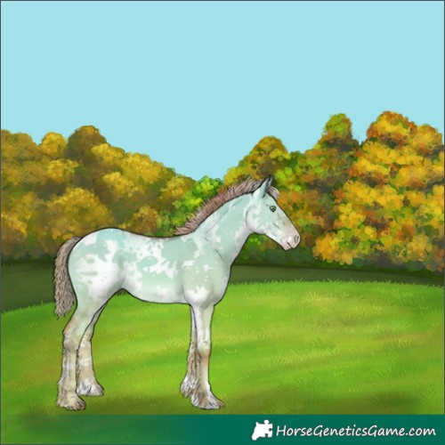Horse Color:Watercolor White Spotted Gold Champagne Dun Tobiano 