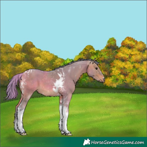 Horse Color:Watercolor Brown Dun Tobiano 