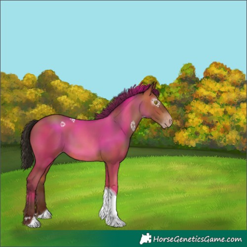 Horse Color:Gray Amber Champagne Tobiano Appaloosa Rabicano 