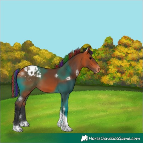 Horse Color:Painted Bay Tobiano Appaloosa 