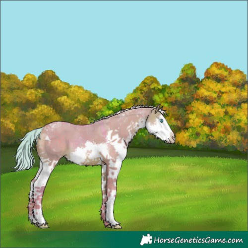 Horse Color:Watercolor Silver Brown Dun Splash Tobiano 