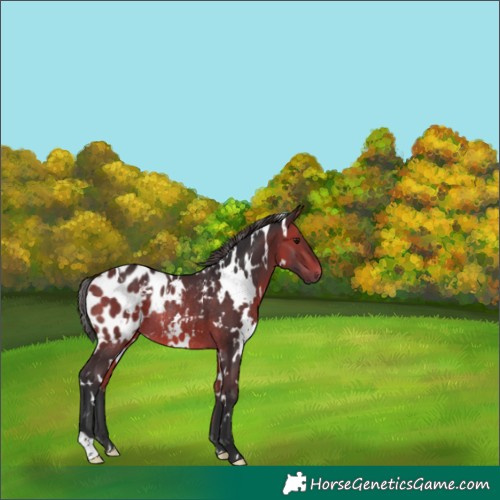 Horse Color:White Spotted Bay Appaloosa Rabicano 