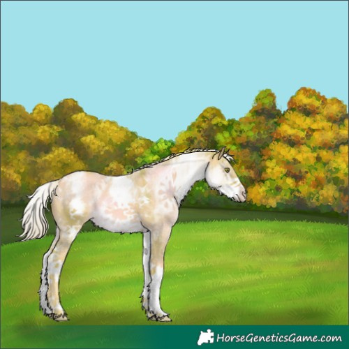 Horse Color:Watercolor White Spotted Gold Champagne Dun Tobiano 