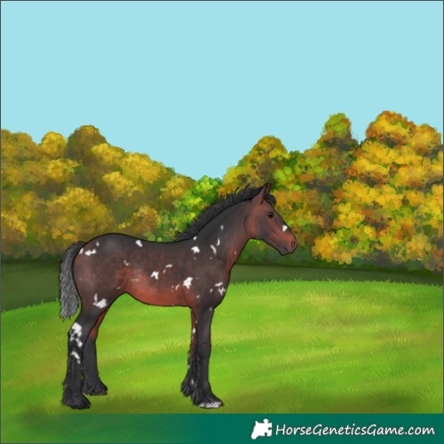 Horse Color:White Spotted Bay Rabicano 