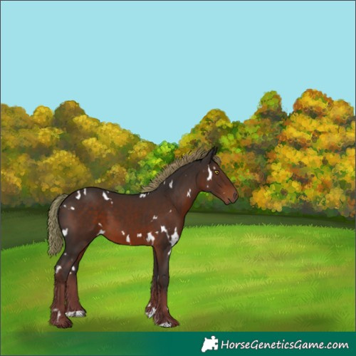 Horse Color:White Spotted Liver Chestnut 
