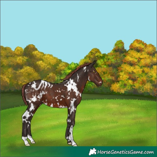 Horse Color:White Spotted Liver Chestnut Appaloosa 