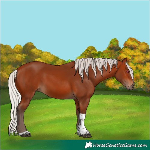 Horse Color:Silver Bay Tobiano 
