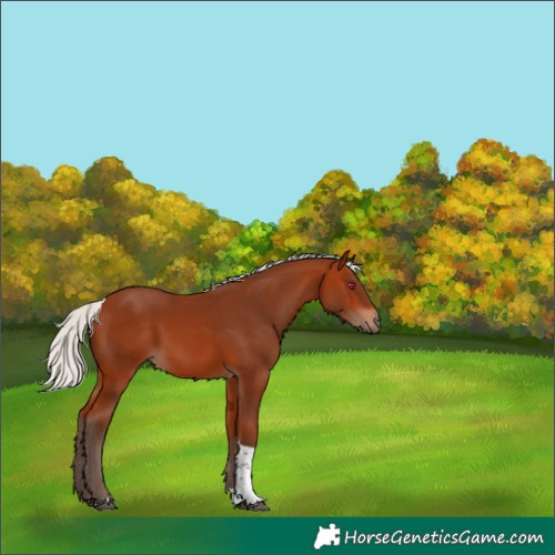 Horse Color:Silver Bay Tobiano 