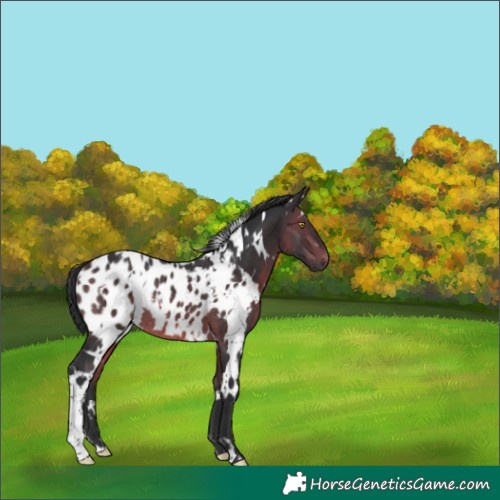 Horse Color:White Spotted Brown Appaloosa Rabicano 