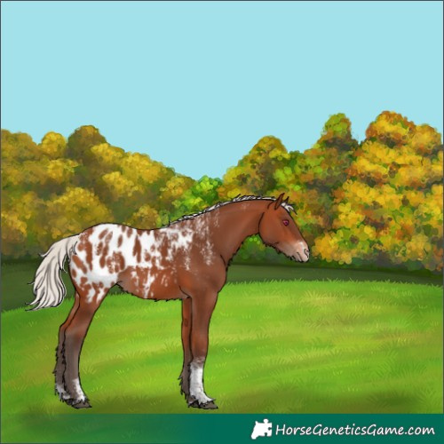 Horse Color:Powder White Silver Bay Appaloosa 