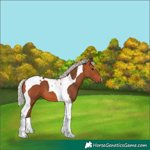 Horse Color:Silver Bay Tobiano 