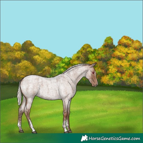 Horse Color:Powder White Silver Blue Roan 