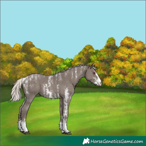 Horse Color:Powder White Silver Black Sabino 