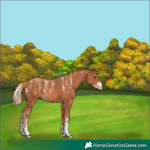 Horse Color:Powder White Chestnut 