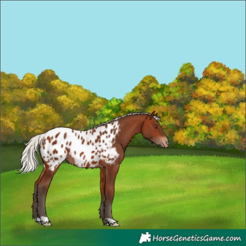 Horse Color:Silver Brown Appaloosa 