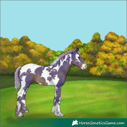 Horse Color:Watercolor Liver Chestnut Splash Tobiano 