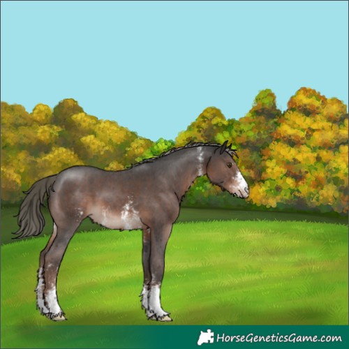 Horse Color:Liver Chestnut Mushroom Sabino 