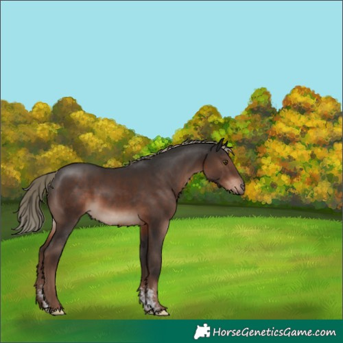 Horse Color:Liver Chestnut Mushroom Sabino 