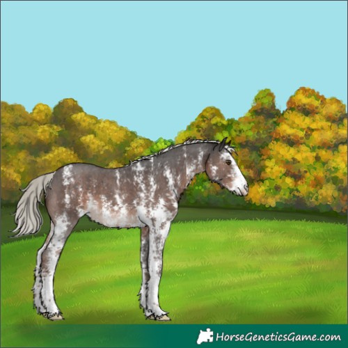 Horse Color:Liver Chestnut Mushroom Sabino 