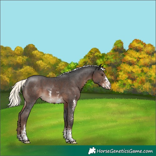 Horse Color:Liver Chestnut Mushroom Sabino Varnish 
