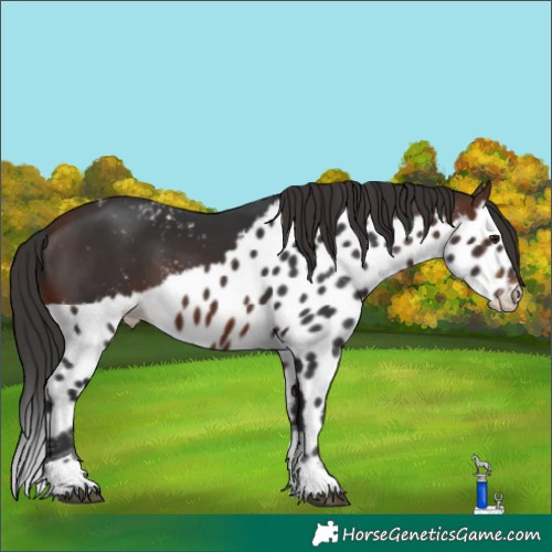 Horse Color:Brown Tobiano Skewed Appaloosa 