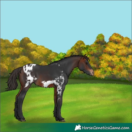 Horse Color:Bay Skewed Appaloosa 