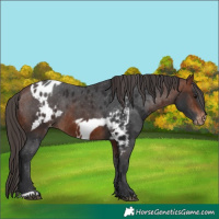 Horse Color:Bay Skewed Appaloosa 