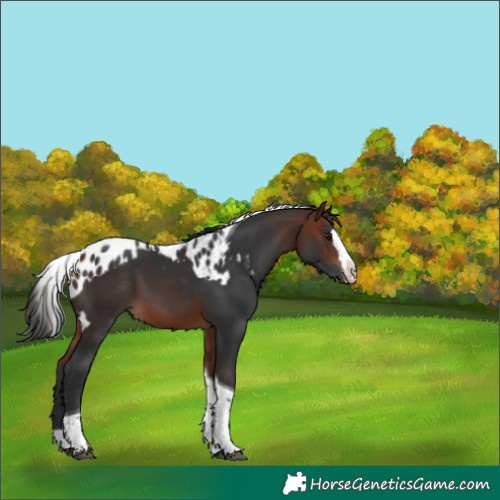 Horse Color:Bay Splash Tobiano Skewed Appaloosa 