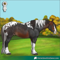 Horse Color:Bay Splash Tobiano Skewed Appaloosa