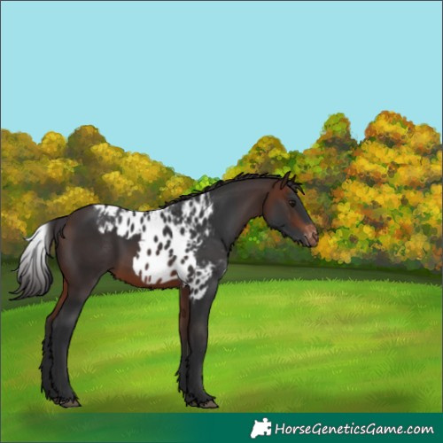 Horse Color:Brown Skewed Appaloosa 