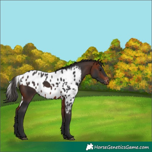 Horse Color:Bay Skewed Appaloosa 