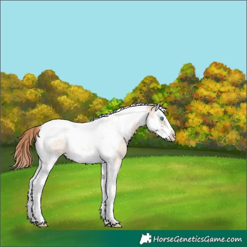 Horse Color:Gold Champagne Roan Dun Splash Tobiano Frame Appaloosa Rabicano 