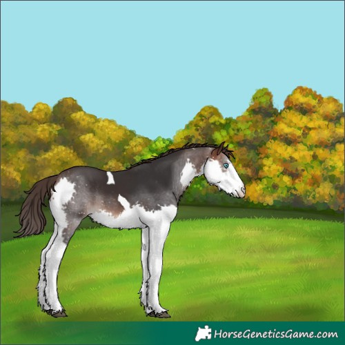 Horse Color:Brown Splash Tobiano Varnish Rabicano 