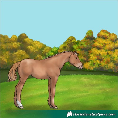 Horse Color:Gold Champagne Tobiano Rabicano 
